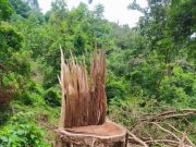 Waduh, Ratusan Pohon Sono Keling di Bulu Ditebangi