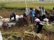 Petani Kudus Sambat Harga Gabah Remuk