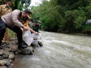 Pemkab Temanggung dan Warga Desa Soropadan Menebar Ikan Nilem di Sungai Elo