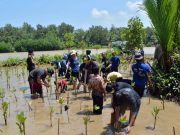 Kagumi Geopark Sembari Tanam 500 Bibit Bakau di Muara Kali Bodo