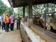 Pemkab Blora Kerja Sama dengan PD Dharma Jaya DKI untuk Pengembangan Ternak Sapi