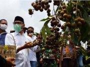 Potensi Pengembangan Buah Kelengkeng di Temanggung Sangat Bagus