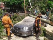 Pohon Tumbang Diterjang Angin Kencang Menimpa Lima Mobil