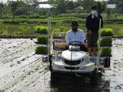 Blora Terpilih Jadi Percontohan Nasional Riset Pengembangan Padi Sawah Tadah Hujan