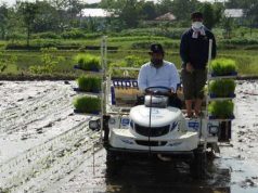 Blora Terpilih Jadi Percontohan Nasional Riset Pengembangan Padi Sawah Tadah Hujan