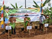 Tales Beneng, Diharapkan jadi Primadona petani Wonosobo