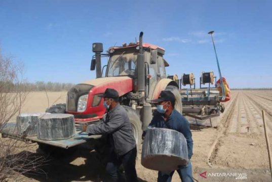 Petani Kapas Xinjiang Minim Gunakan Tenaga Manusia