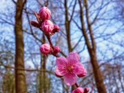 Bunga Sakura Mekar Paling Dini di Kyoto Dalam 1.200 Tahun