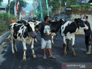 Warga Lereng Merapi Gelar Tradisi Syawalan Arak Ternak Keliling Kampung