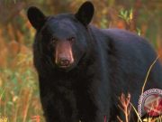 Seorang Wanita Dianiaya dan Disantap Oleh Beruang Hitam di Colorado AS