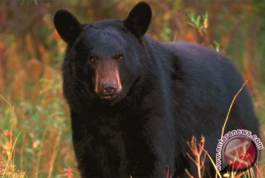 Seorang Wanita Dianiaya dan Disantap Oleh Beruang Hitam di Colorado AS