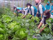 Warga RW 7 Pinggirejo Kota Magelang, Manfaatkan Lahan Kosong Jadi Produktif