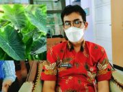Pemkot Semarang Bidik Potensi Ekspor Daun Talas ke Australia dan Amerika