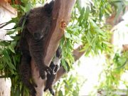 Australia Akan Daftarkan Koala Pantai Timur Sebagai Terancam Punah