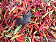 Harga Cabai Turun Jadi Rp60 Ribu Per Kg