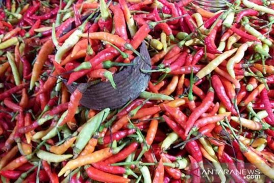 Harga Cabai Turun Jadi Rp60 Ribu Per Kg