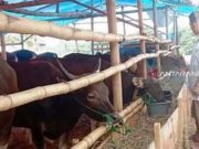 MUI Minta Panitia Kurban Tetap Taati Prokes