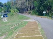 Petani Lerepkebumen Panen Tembakau Saat Harga Tinggi