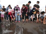 Bupati Kebumen Lepas Puluhan Tukik dan Tanam 100 Ribu Mangrove