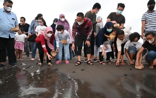 Bupati Kebumen Lepas Puluhan Tukik dan Tanam 100 Ribu Mangrove