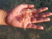 Benih Bening Lobster Cuma untuk Budi Daya Dalam Negeri