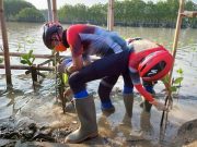 Bertepatan HUT Bung Karno, Ganjar dan Atikoh Tanam Mangrove di Sayung