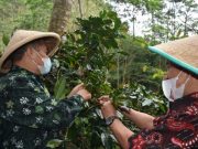 Afif-Albar Panen Wiwitan Petik Merah Kopi di Bukit Sitalang Tambi Kejajar Wonosobo