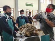 Juru Jagal Lakukan Praktek Sembelih Hewan pada Bimtek Juleha, Seperti Apa?