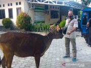 Polres Ingatkan Warga Waspadai Pencurian Ternak Jelang Idul Adha