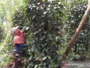 Lada Putih dari Luar Daerah Dilarang Masuk Babel