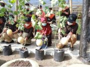 Asyik, Bupati Arif Sugiyanto Panen Sayur dan Buah di Pekarangan Pendapa