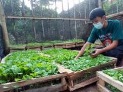 Wow, Griya Amanah Jatipurno Wonogiri Bagikan Gratis Ribuan Bibit