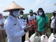 Rogoh Kocek Sendiri, Bupati Kudus Borong Cabe Petani