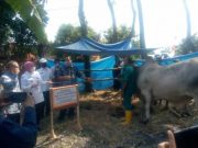 Warga Karanganyar Geyer Senang Dapat Sapi Kurban Bantuan Presiden Jokowi
