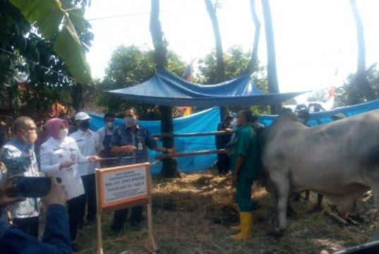 Warga Karanganyar Geyer Senang Dapat Sapi Kurban Bantuan Presiden Jokowi