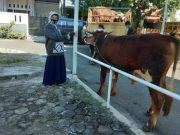 Ekspatriat Muslim di Jerman Asal Tegal Pilih Berkurban di Tanah Air