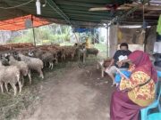 Disperpa Selesai Periksa Hewan Kuban di Depo, Mayoritas Kondisi Baik