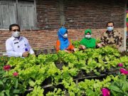 Warga Jibegan Kaliwuluh Kepil Wonosobo Mandiri Sayur di Era Pandemi Covid-19, Perlu Ditiru!
