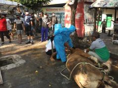 4.621 Hewan Kurban Diterima Baznas RI