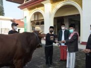 Bupati, Wakil Bupati dan Sekda Wonosobo Baru Serahkan Sapi Kurban Hari Ini, Mengapa?