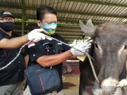 Dispertan Pangan Kudus Beberkan Ciri-Ciri Hewan Kurban yang Sehat