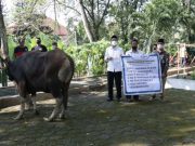 UNS Sembelih 16 Sapi dan 9 Kambing, Prioritas untuk Pegawai Kontrak dan Masyarakat Sekitar