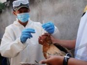 Peternakan Pantai Gading Laporkan Wabah Flu Burung H5N1