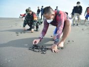 Lagi, Bupati Arif Sugiyanto Lepas 500 Tukik di Pantai Selatan