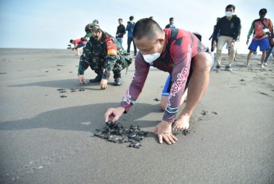 Lagi, Bupati Arif Sugiyanto Lepas 500 Tukik di Pantai Selatan