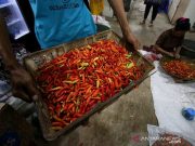 Harga Cabai Rawit Terus Alami Penurunan