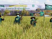 LPPNU Kembangkan Beras Organik Blora untuk Dunia