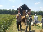 Petani Melon di Tunjungan Blora, Semangat Dukung Ekonomi Kreatif