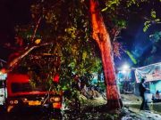 Pohon Tumbang Timpa Truk Kontainer, Mengakibatkan Jalur Solo-Grobogan Macet Total