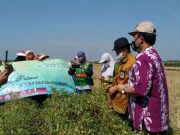 Harga Cabe Anjlok di Banteng Mati, Ini Cara Aisyiah Jepara Membantu Petani